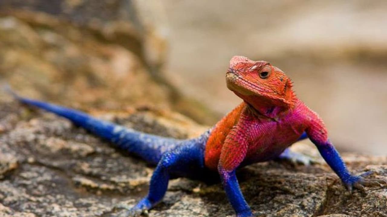 Spider Man এর মতো গিরগিটিতে বুঁদ সাইবারবাসী, ইন্টারনেটে ভাইরাল লাল নীল Mwanza Spider Man এর মতো গিরগিটিতে বুঁদ সাইবারবাসী, ইন্টারনেটে ভাইরাল লাল নীল Mwanza