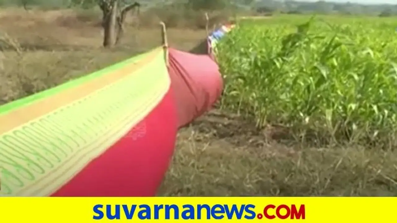 Bidar: ಕಾಡು ಪ್ರಾಣಿಗಳಿಂದ ಬೆಳೆ ರಕ್ಷಿಸಲು ರೈತರ ಡಿಫರೆಂಟ್ ಐಡಿಯಾ..! Bidar: ಕಾಡು ಪ್ರಾಣಿಗಳಿಂದ ಬೆಳೆ ರಕ್ಷಿಸಲು ರೈತರ ಡಿಫರೆಂಟ್ ಐಡಿಯಾ..!