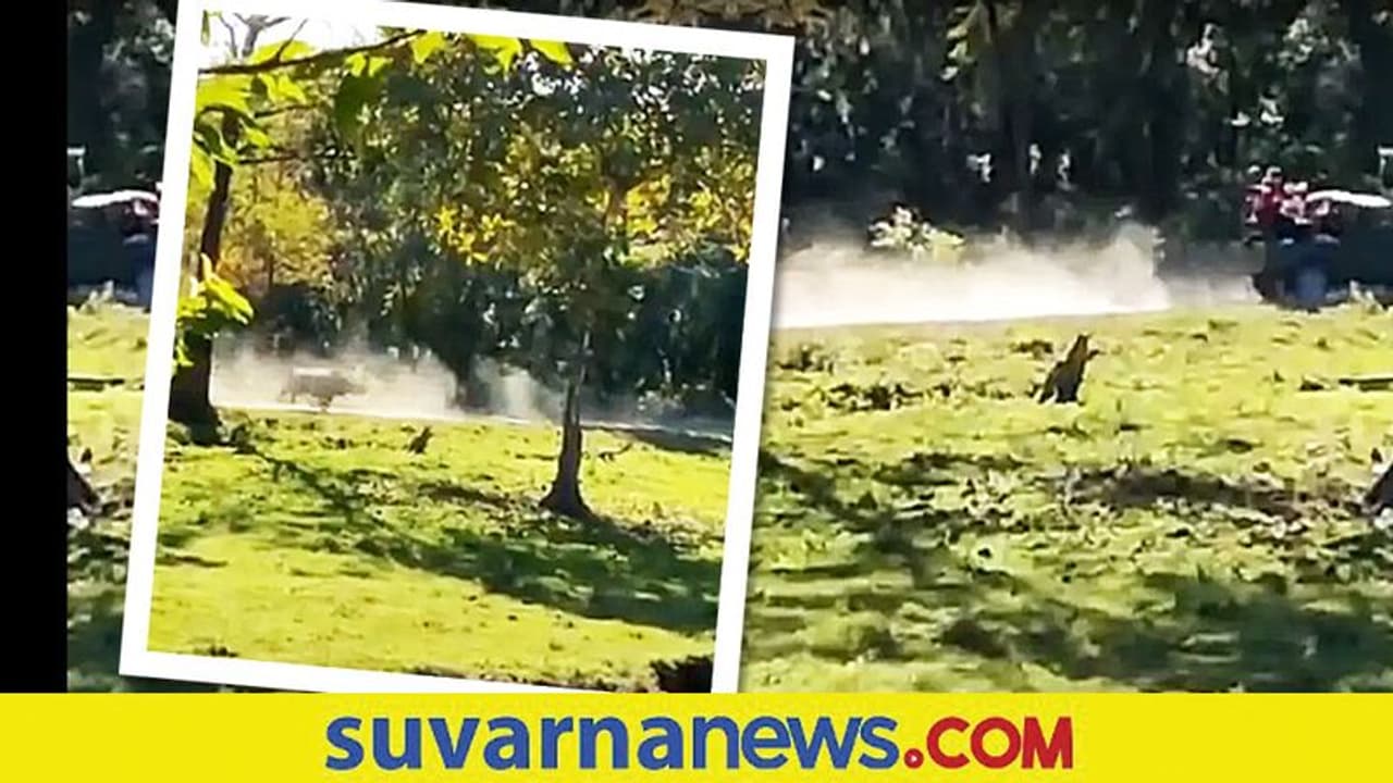 ಪ್ರವಾಸಿಗರ ವಾಹನವನ್ನು ಓಡಿಸಿಕೊಂಡು ಹೋದ ಘೆಂಡಾಮೃಗ... ವಿಡಿಯೋ ನೋಡಿ