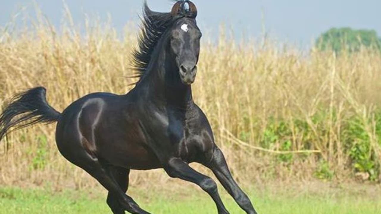 రూ. 5 కోట్లు పలికిన గుర్రం.. ఇంకా ధర వస్తుందని అమ్మడానికి నో చెప్పిన యజమాని.. స్పెషల్ ఏంటంటే.. రూ. 5 కోట్లు పలికిన గుర్రం.. ఇంకా ధర వస్తుందని అమ్మడానికి నో చెప్పిన యజమాని.. స్పెషల్ ఏంటంటే..