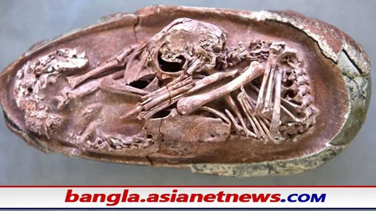 Dinosaur: ৬ কোটি বছর আগের ডাইনোসরের ভ্রূণ উদ্ধার, ১০ বছর পড়েছিল গুদামঘরে