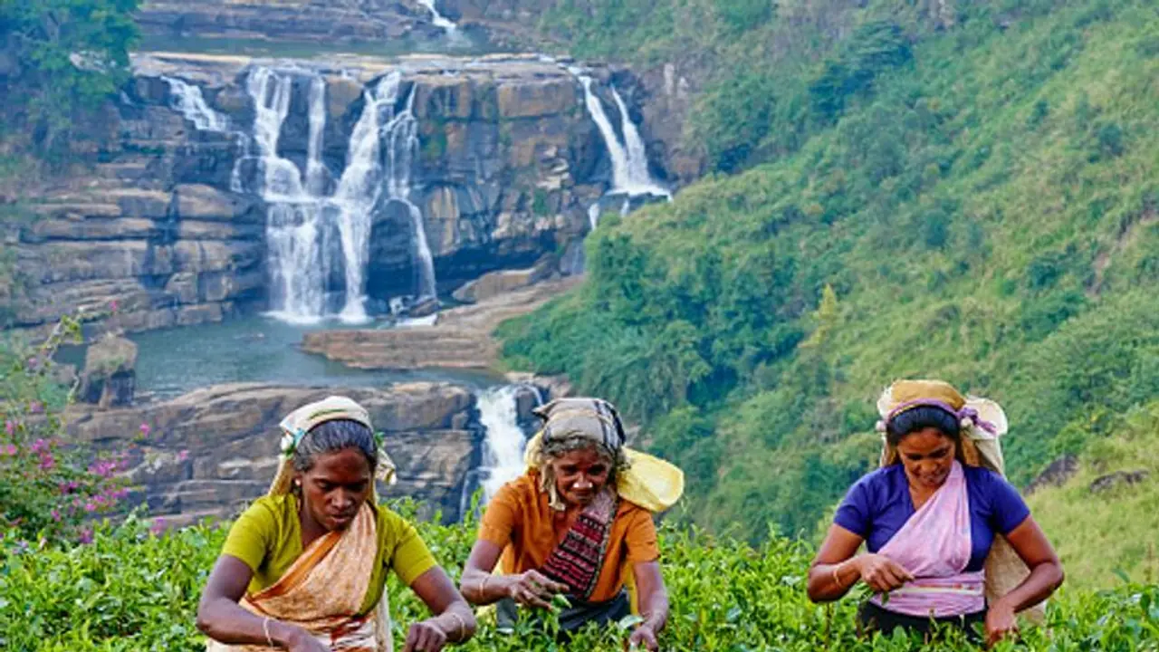 Sri Lanka crisis wrecks its tourism, at least 40% of pre bookings cancelled Sri Lanka crisis wrecks its tourism, at least 40% of pre bookings cancelled