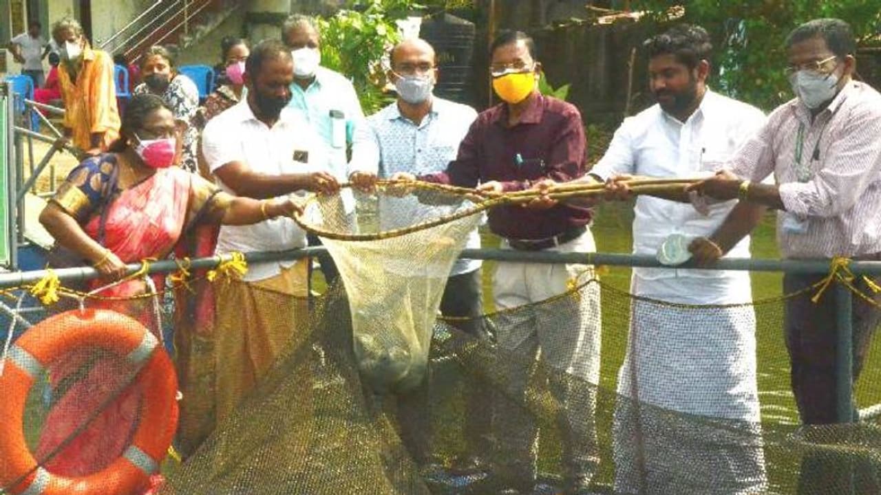 കൂടുമത്സ്യകൃഷിയിലൂടെ കരിമീൻ, തിലാപ്പിയ വിളവെടുപ്പ്