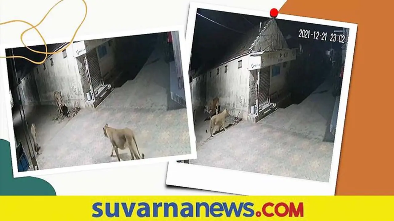 Bull Drives off lions: ದಾಳಿ ಮಾಡಲು ಬಂದ ಸಿಂಹಗಳ ಬೆನ್ನಟ್ಟಿದ ಎತ್ತು
