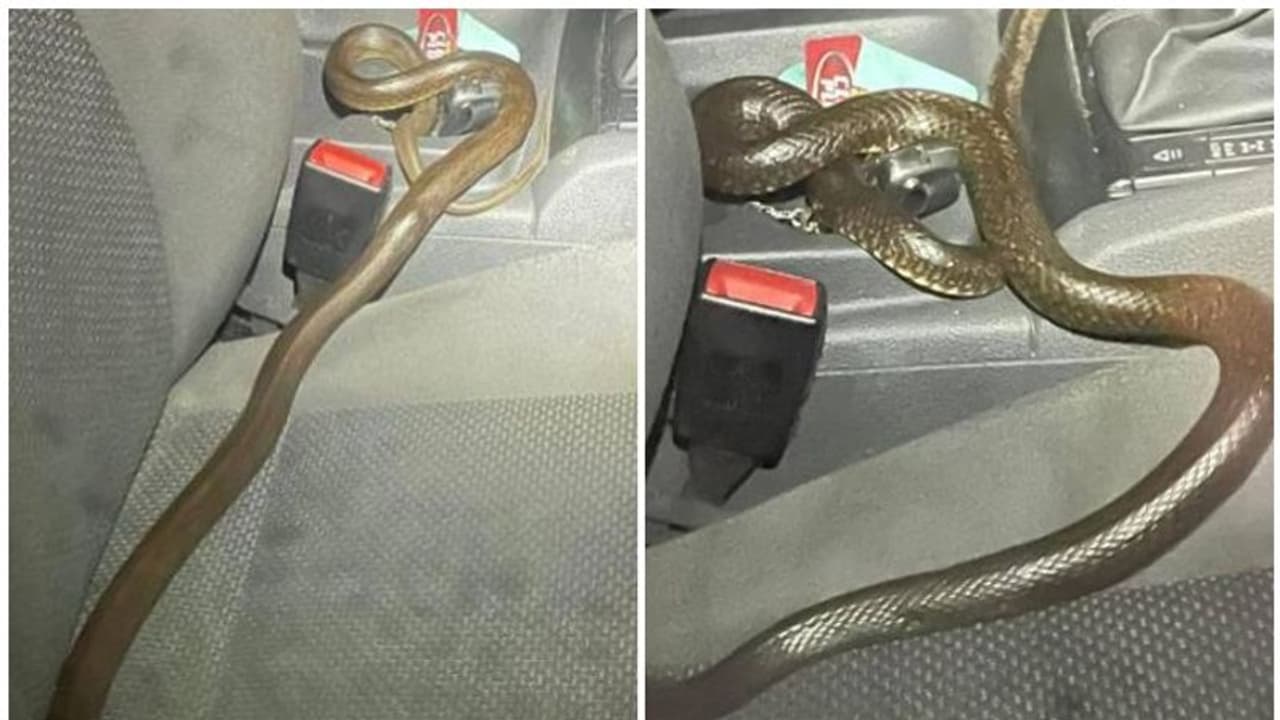 Eastern Brown Snake : കാറിനുള്ളിൽ പതുങ്ങിയിരുന്നത് ഉഗ്രവിഷപ്പാമ്പ്; ഭയന്നുവിറച്ച് യുവാവ്