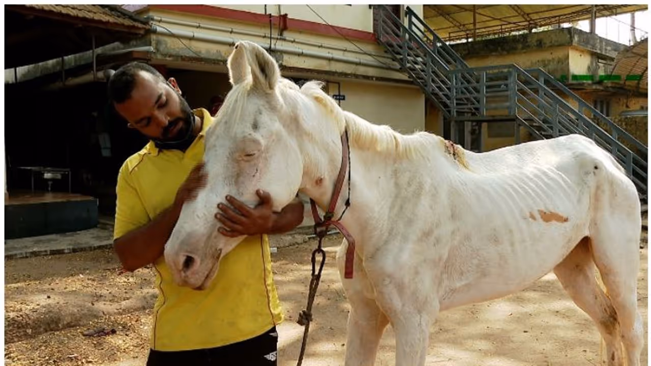 അവശയായ കുതിരയ്ക്ക് ചികിത്സ നൽകുന്നില്ല, ജില്ലാ മൃഗാശുപത്രിക്കെതിരെ പരാതി, കുതിരയുമായി യുവാവ് ആശുപത്രിയിൽ