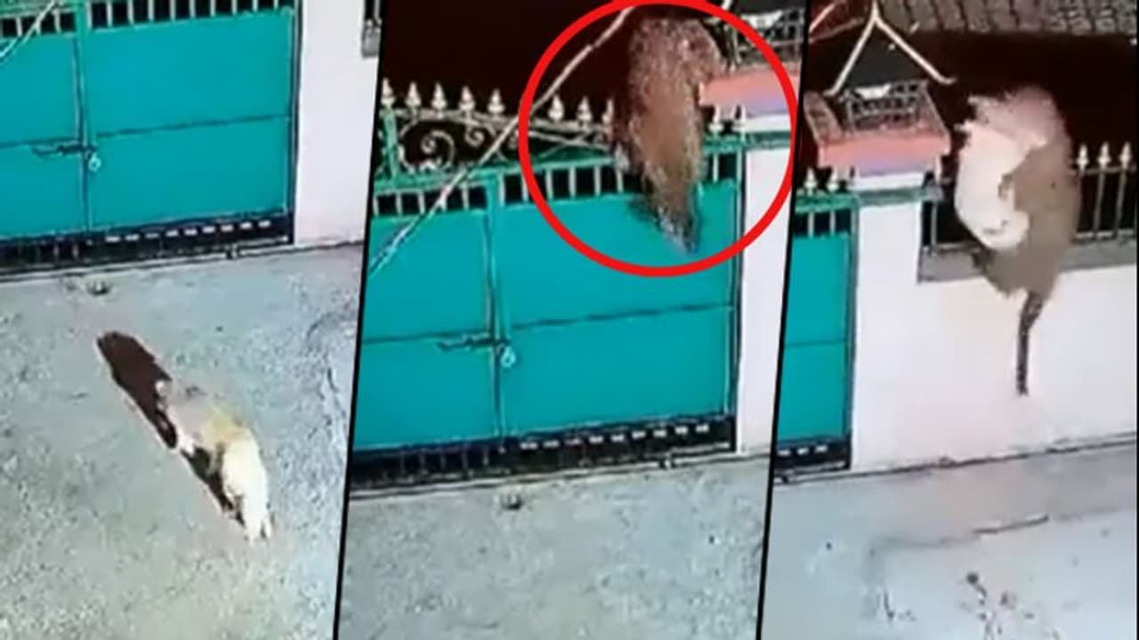 Leopard attacks pet dog after jumping over the gate; chilling moment goes viral