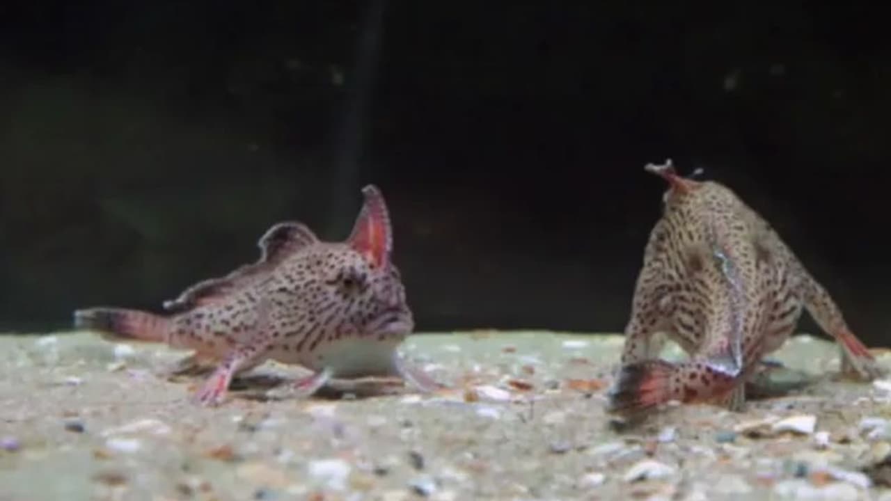 ऑस्ट्रेलिया में दिखी चलने वाली मछली, 22 साल पहले भी सामने आई थी ये चमत्कारिक गुलाबी हैंडफिश ऑस्ट्रेलिया में दिखी चलने वाली मछली, 22 साल पहले भी सामने आई थी ये चमत्कारिक गुलाबी हैंडफिश