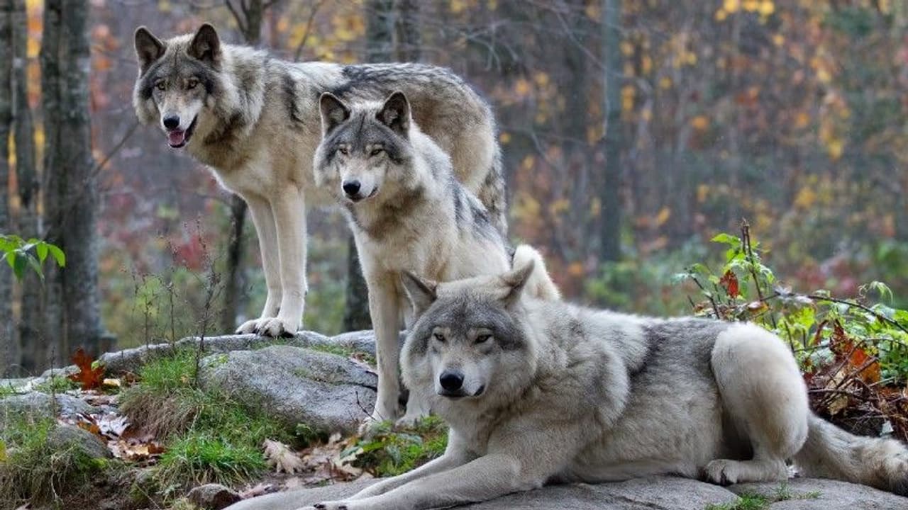 Wolve's escape : മൃഗശാലയില്‍നിന്നും 9 ചെന്നായ്ക്കള്‍ രക്ഷപ്പെട്ടു, നാലെണ്ണത്തിനെ വെടിവെച്ചുകൊന്നു