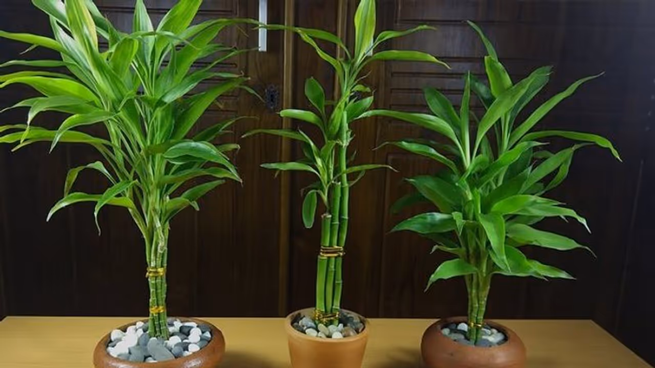 Vastu Tips: বাড়ির এই দিকে বাঁশ গাছ রাখলেই হবে টাকার বৃষ্টি, জেনে নিন বাস্তুর এই টিপসগুলি