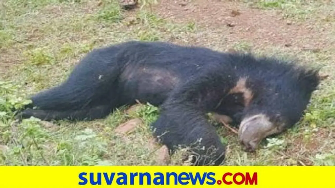 Bears Killed in Road Accidents: ಸರ್ಕಾರದ ನಿರ್ಲಕ್ಷ್ಯಕ್ಕೆ ಇನ್ನೆಷ್ಟು ಕರಡಿಗಳ ಬಲಿ ಬೇಕು?