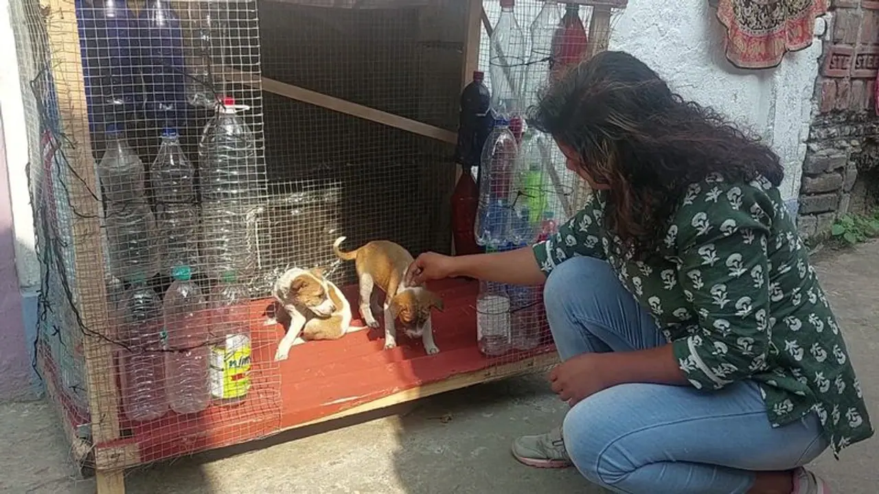 ঠান্ডার হাত থেকে বাঁচাতে পথ কুকুরদের উপহার স্বপ্নার, তৈরি করলেন 'বোতল ঘর' ঠান্ডার হাত থেকে বাঁচাতে পথ কুকুরদের উপহার স্বপ্নার, তৈরি করলেন 'বোতল ঘর'