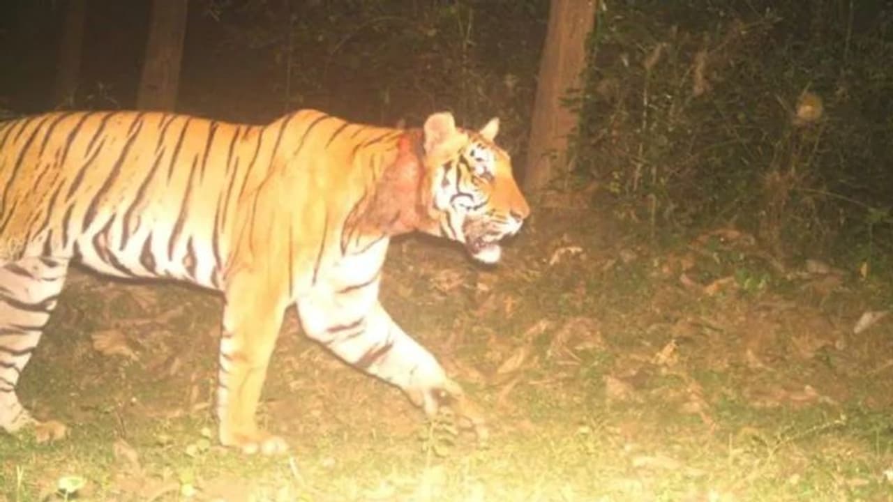 Wayanad Tiger Attack : സന്നാഹമൊരുക്കിയത് വിഫലമായി; കുറുക്കന്മൂലയിലെ കടുവക്കായുള്ള തിരച്ചില് നിര്ത്തി Wayanad Tiger Attack : സന്നാഹമൊരുക്കിയത് വിഫലമായി; കുറുക്കന്മൂലയിലെ കടുവക്കായുള്ള തിരച്ചില് നിര്ത്തി