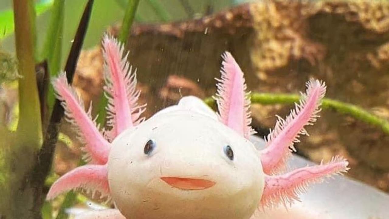 Walking Pink Fish : 'നടക്കാന്' കഴിയുന്ന അപൂര്വ്വമല്സ്യത്തെ 22 വര്ഷത്തിനു ശേഷം കണ്ടെത്തി Walking Pink Fish : 'നടക്കാന്' കഴിയുന്ന അപൂര്വ്വമല്സ്യത്തെ 22 വര്ഷത്തിനു ശേഷം കണ്ടെത്തി