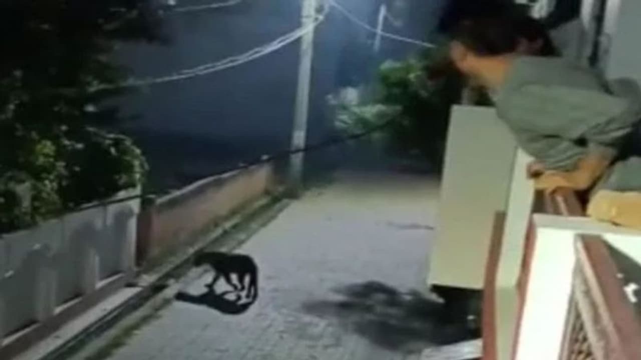 तेंदुआ को पकड़ने में वन विभाग की टीम नाकाम, पत्रकार और पुलिसकर्मी समेत कई लोग हुए घायल तेंदुआ को पकड़ने में वन विभाग की टीम नाकाम, पत्रकार और पुलिसकर्मी समेत कई लोग हुए घायल