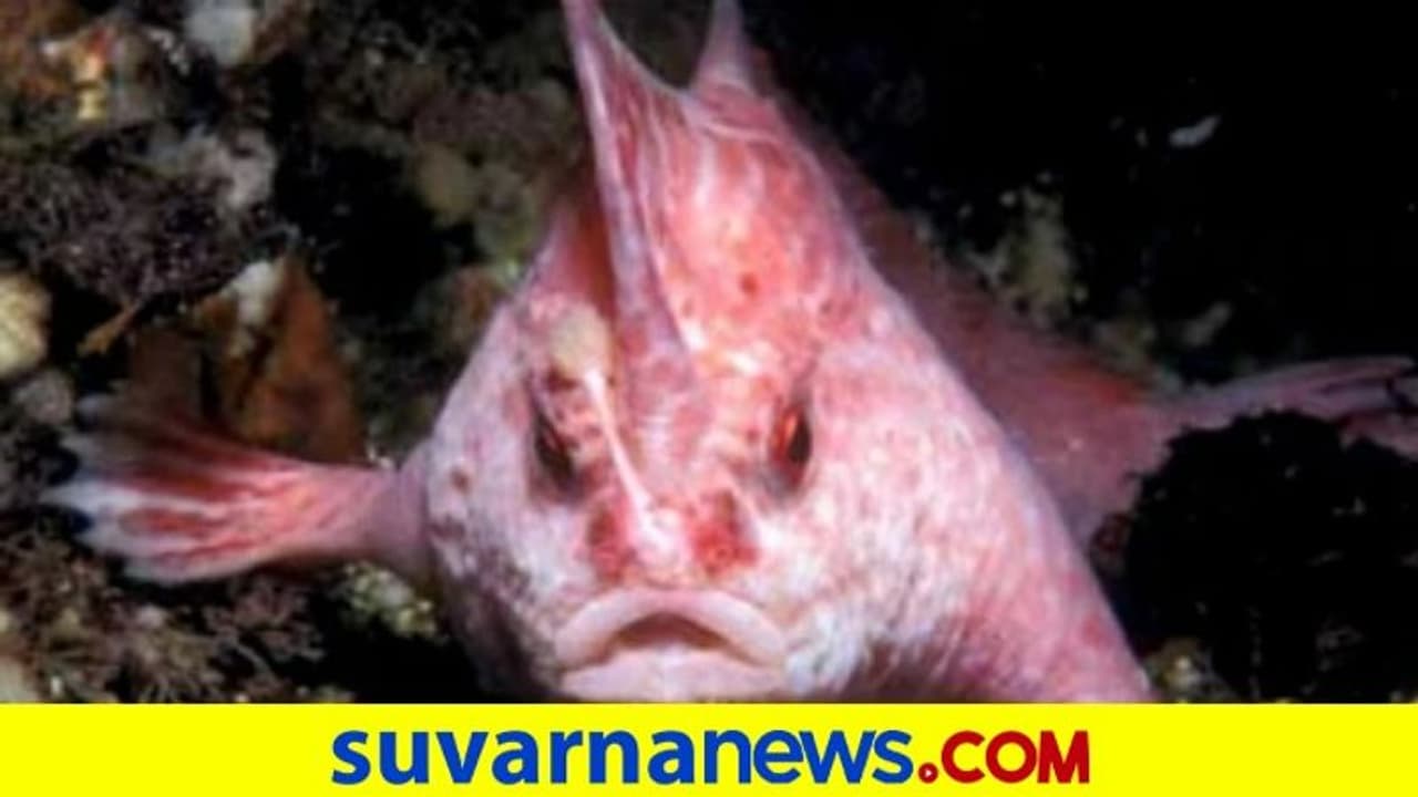 Endangered Species: ಅಪರೂಪದ ನಡೆದಾಡುವ ಪಿಂಕ್‌ ಹ್ಯಾಂಡ್‌ಫಿಶ್‌ ಪತ್ತೆ