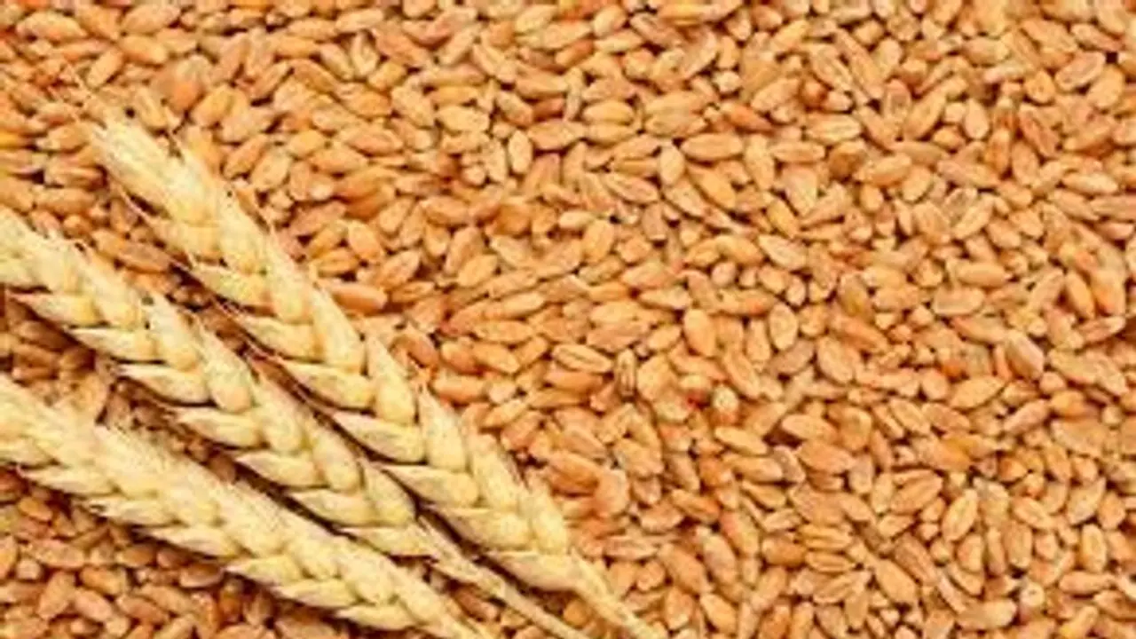 Russia Ukraine Crisis : ചപ്പാത്തി കഴിക്കാതെ കഴിയേണ്ടി വരുമോ? ലോകം പോകുന്നത് ഗോതമ്പ് പ്രതിസന്ധിയിലേക്ക് Russia Ukraine Crisis : ചപ്പാത്തി കഴിക്കാതെ കഴിയേണ്ടി വരുമോ? ലോകം പോകുന്നത് ഗോതമ്പ് പ്രതിസന്ധിയിലേക്ക്