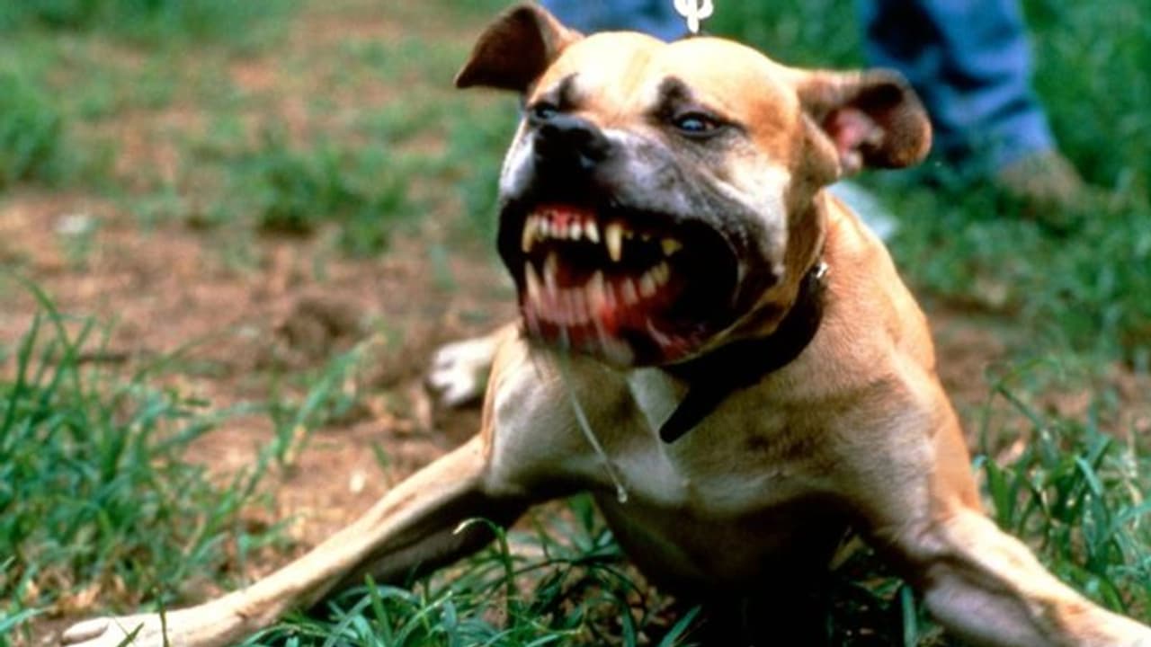 क्रिसमस की तैयारी कर रहा था बच्चा, तभी कुत्ते ने किया ऐसा हमला बच्चे की हो गई मौत