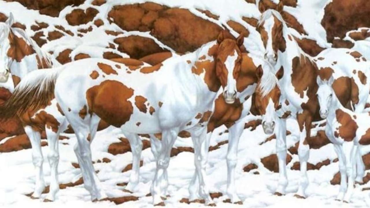 Optical illusion: ഈ ഫോട്ടോയില്‍ എത്ര കുതിരകളുണ്ട്?