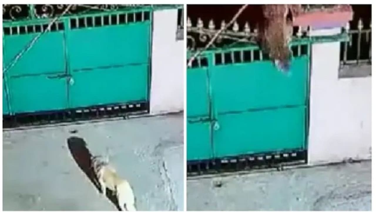 Viral Video : വീടിന്റെ ഗേറ്റ് ചാടിക്കടന്ന് വളർത്തുനായയെ കടിച്ചെടുത്ത് പുള്ളിപ്പുലി: വെെറലായി വീഡിയോ