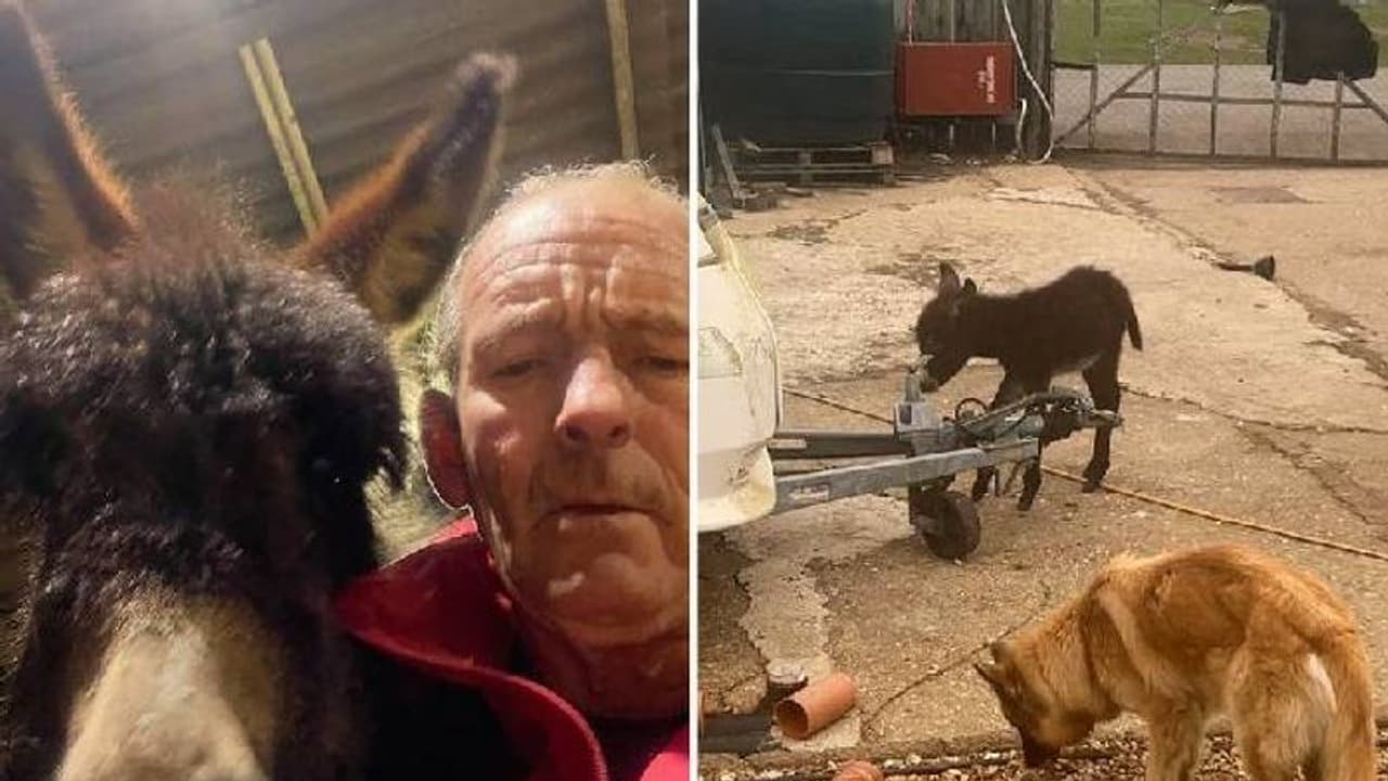 Donkey rejected by mother : അമ്മയുപേക്ഷിച്ചുപോയ കഴുതക്കുട്ടിക്ക് കുപ്പിപ്പാൽ നൽകി ഉടമ, കൂട്ടായി നായകള്‍