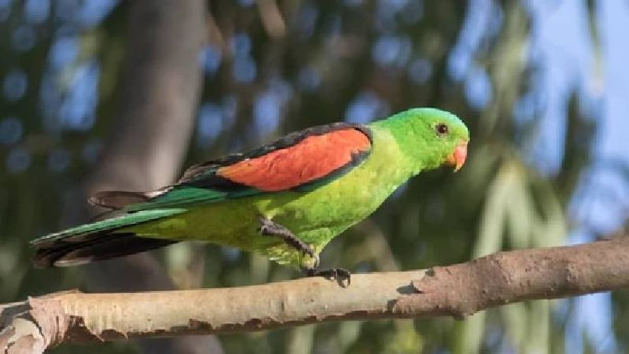 Drunken parrots : മദ്യത്തിന്റെ സ്വാധീനത്താൽ വിചിത്രമായി പെരുമാറി തത്തകൾ, പലതും ചത്തുപോകുന്നു