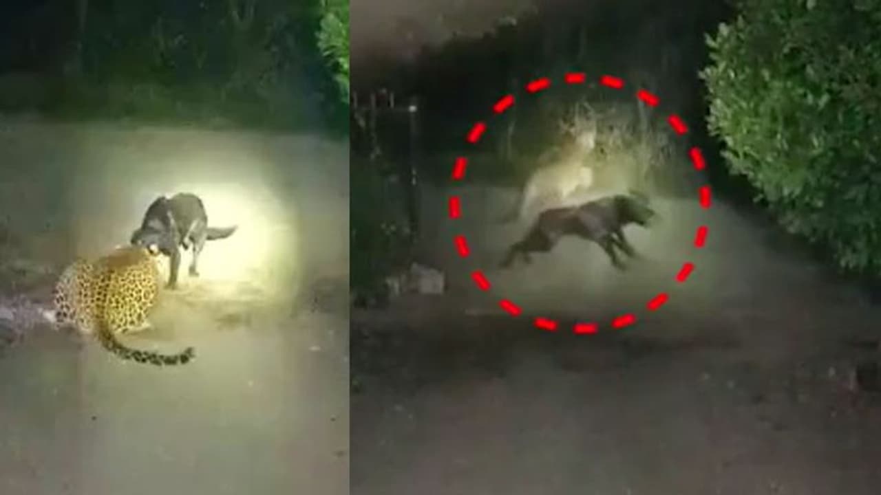 महाराष्ट्र में अपनी गली में कुत्ता बना शेर, Leopard को जबड़े में यूं दबाया कि उठ भी ना सका...पढ़िए रोचक खबर