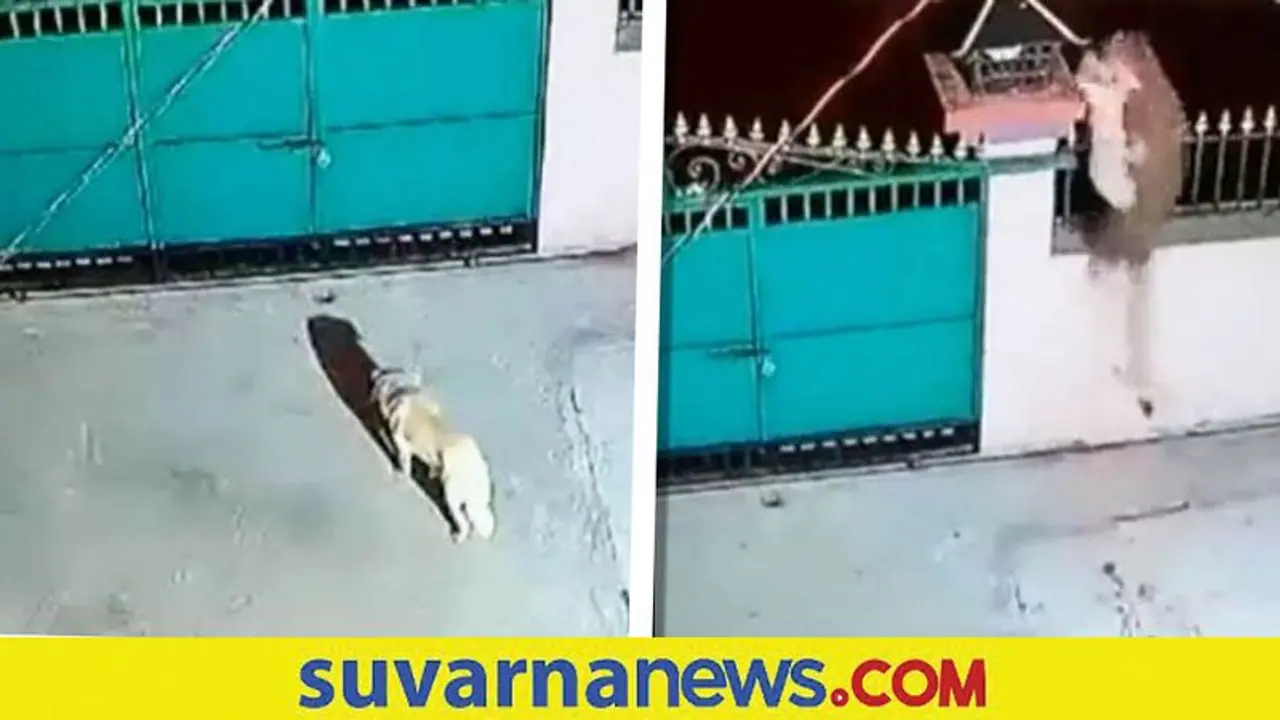 Watch Terrifying video: ಗೇಟ್ ಹಾರಿ ಬಂದು ಸಾಕು ನಾಯಿ ಹೊತ್ತೊಯ್ದ ಚಿರತೆ.. Watch Terrifying video: ಗೇಟ್ ಹಾರಿ ಬಂದು ಸಾಕು ನಾಯಿ ಹೊತ್ತೊಯ್ದ ಚಿರತೆ..