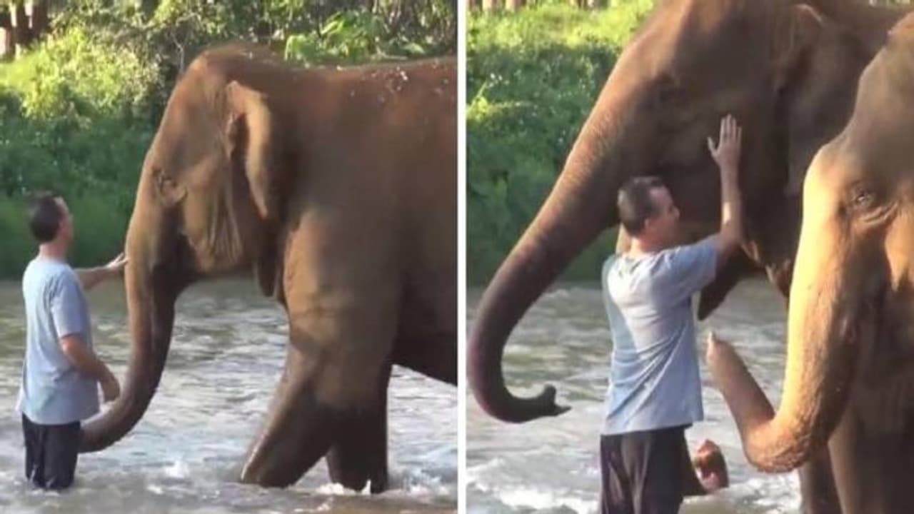 Elephant herd reuniting : ഒരു വർഷത്തിന് ശേഷം കേയർടേക്കറെ കാണുന്ന ആനക്കൂട്ടത്തിന്റെ സന്തോഷം, വൈറലായി വീഡിയോ Elephant herd reuniting : ഒരു വർഷത്തിന് ശേഷം കേയർടേക്കറെ കാണുന്ന ആനക്കൂട്ടത്തിന്റെ സന്തോഷം, വൈറലായി വീഡിയോ