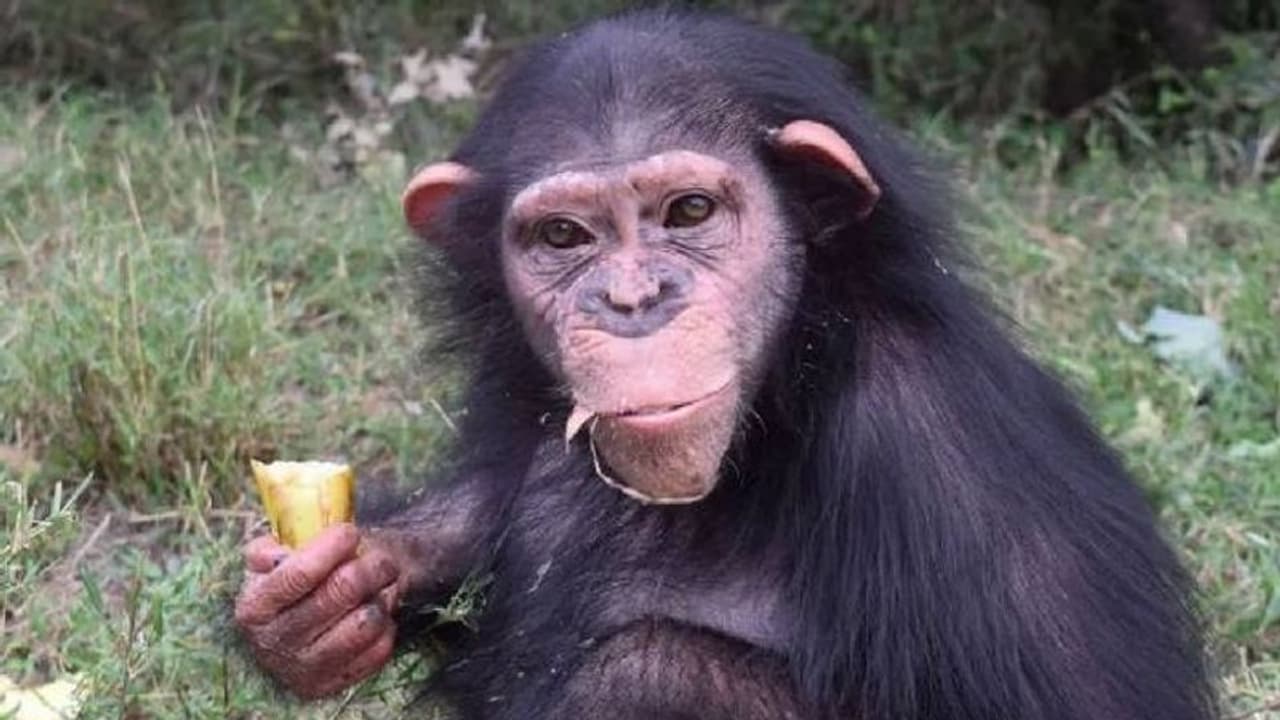 Chimpanzee raised by humans : മനുഷ്യര്‍ വളര്‍ത്തിയ ചിമ്പാന്‍സിയെ മറ്റ് ചിമ്പാന്‍സികള്‍ അടിച്ചുകൊന്നു