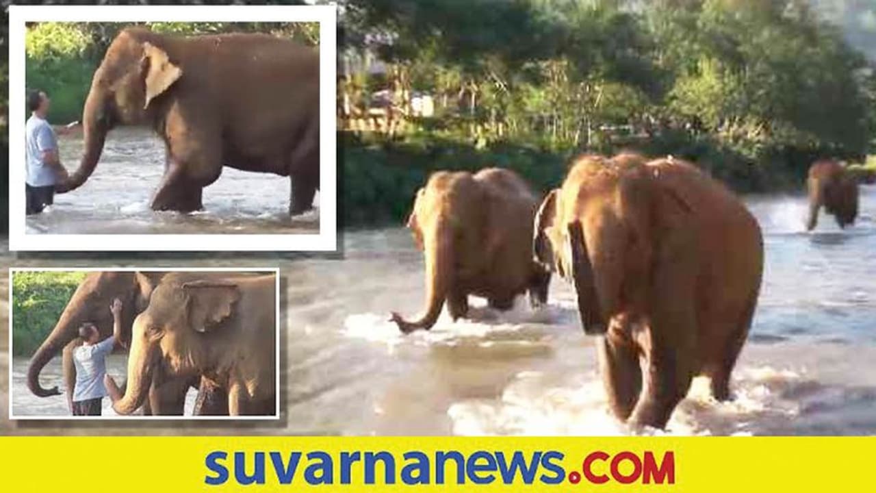 Emotional Video : ಆನೆ ಹಾಗೂ ಸಾಕಿದಾತನ ಅಪೂರ್ವ ಸಮ್ಮಿಲನ... ಮತ್ತೆ ಮತ್ತೆ ನೋಡುವಂತೆ ಮಾಡುವ ವಿಡಿಯೋ