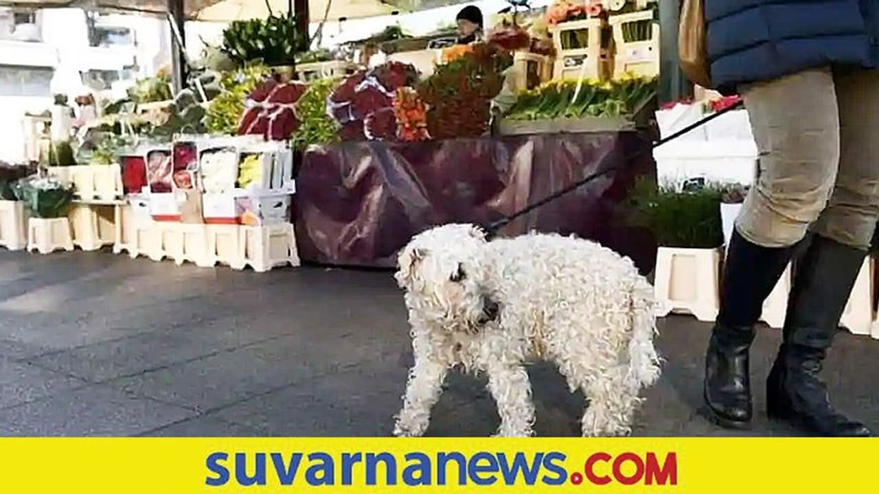 Woman Bites: ನಾಯಿ ವಿಚಾರವಾಗಿ ಜಗಳ... ಶ್ವಾನದ ಮಾಲಕಿಗೆ ಕಚ್ಚಿದ್ದು ನಾಯಿ ಅಲ್ಲ ಮಹಿಳೆ...! Woman Bites: ನಾಯಿ ವಿಚಾರವಾಗಿ ಜಗಳ... ಶ್ವಾನದ ಮಾಲಕಿಗೆ ಕಚ್ಚಿದ್ದು ನಾಯಿ ಅಲ್ಲ ಮಹಿಳೆ...!