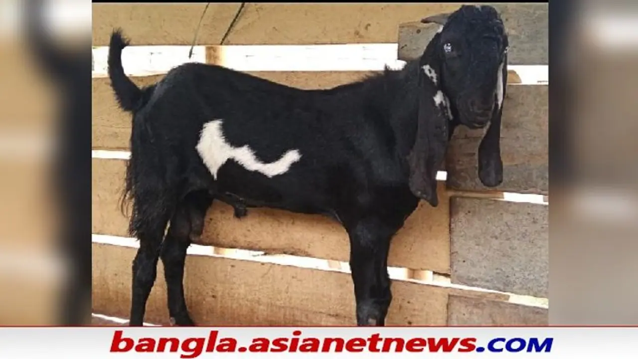 Assam Goat: ছাগলের পেটে কি সত্যিই জন্মালো মানব সন্তান তুমুল ভাইরাল ছবি, দেখুন