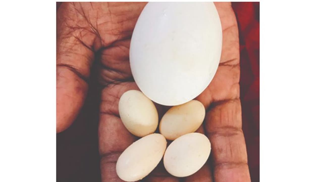 കാട മുട്ടയുടെ വലിപ്പത്തിൽ കോഴി മുട്ട..! കുഞ്ഞൻ മുട്ടയുടെ ചർച്ചയിൽ ഒരു നാട് കാട മുട്ടയുടെ വലിപ്പത്തിൽ കോഴി മുട്ട..! കുഞ്ഞൻ മുട്ടയുടെ ചർച്ചയിൽ ഒരു നാട്