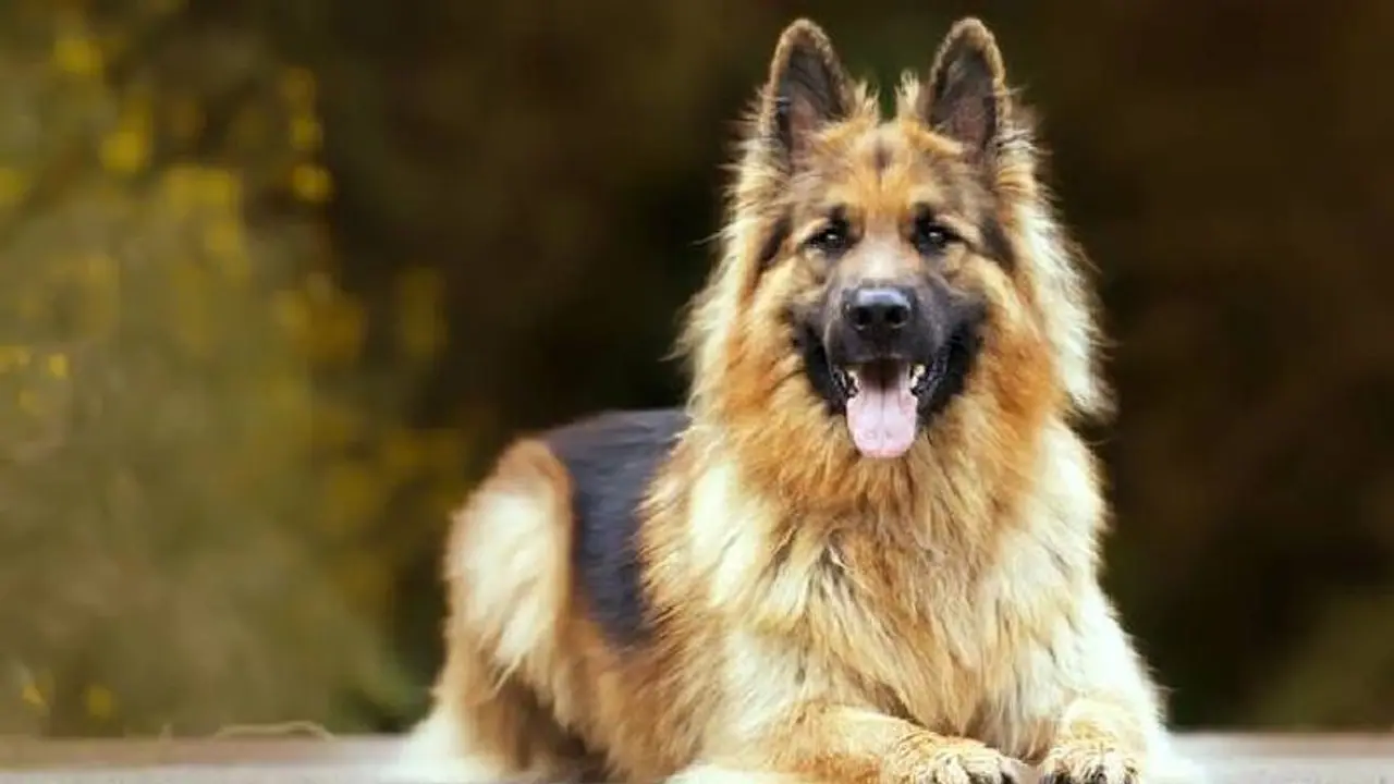 Dog discipline : നായയെ മര്യാദ പഠിപ്പിക്കണമെന്നുപറഞ്ഞ് വഴക്ക്, സ്ത്രീ മറ്റൊരു സ്ത്രീയെ കടിച്ച് പരിക്കേൽപ്പിച്ചു