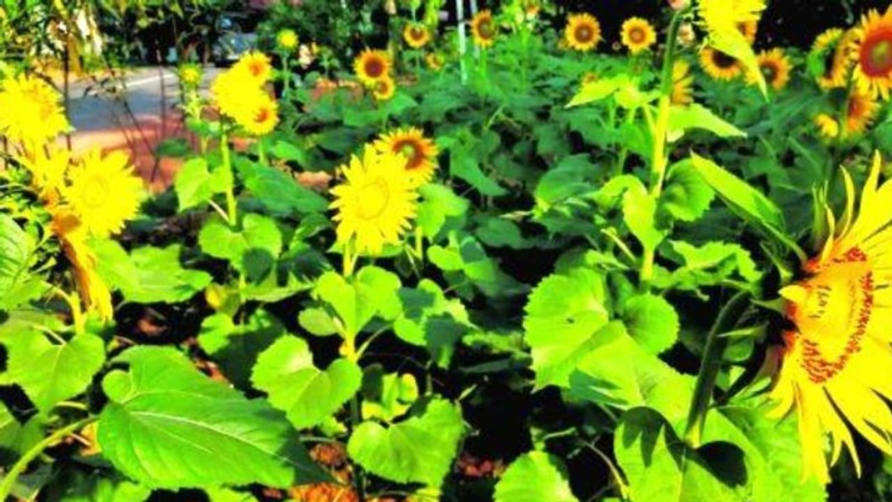 Sunflower blooms : വണ്ടൂരിൽ സംസ്ഥാന പാതയോരത്ത് കണ്ണിന് കുളിര്‍മയേകി സൂര്യകാന്തി പൂക്കള്‍