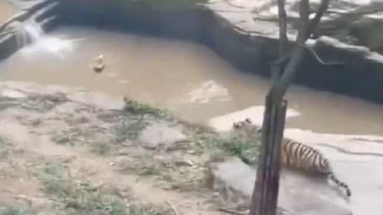 जब बत्तख ने पानी में खेला खूंखार बाघ से लुका छिपी का खेल, देखें मजेदार वीडियो