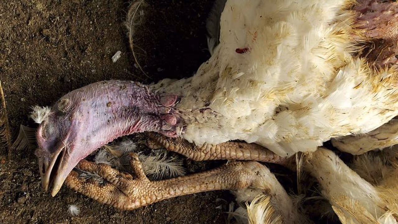 Bird Flu: ഇസ്രായേലില്‍ പക്ഷിപ്പനി: ദേശാടനപ്പക്ഷികള്‍ ചത്തുവീഴുന്നു, ലക്ഷക്കണക്കിന് കോഴികളെ കൊന്നൊടുക്കി