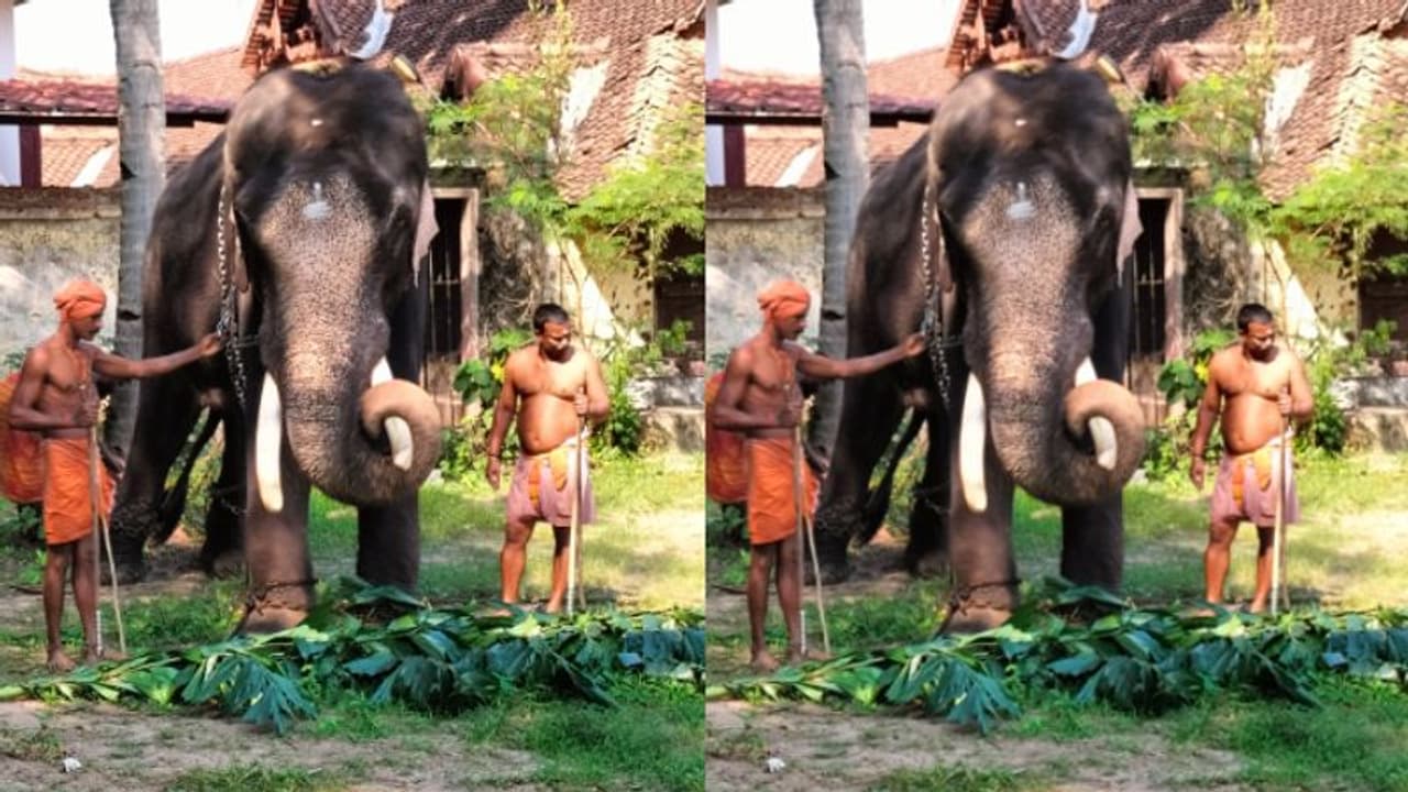 രണ്ടാം പാപ്പാനെ ആന കൊലപ്പെടുത്തി; ഒടുവില്‍ സ്കന്ദന് ചങ്ങലയില്‍ നിന്ന് മോചനം