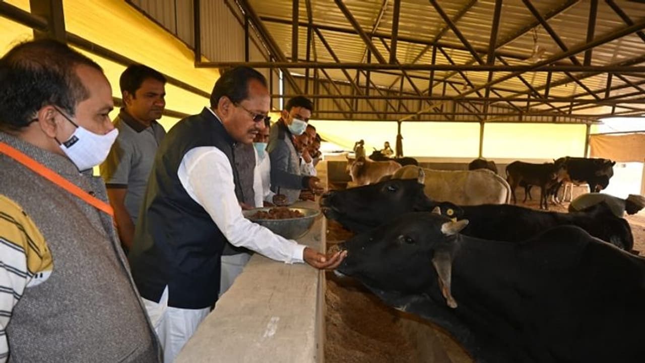 ಪ್ರತಿ ಜಿಲ್ಲೆಯಲ್ಲಿ ಗೋಶಾಲೆ, ಗೋಮೂತ್ರದಿಂದ ಸೋಪು, ಶಾಂಪು ತಯಾರಿ: ಸಚಿವ ಚವ್ಹಾಣ್! ಪ್ರತಿ ಜಿಲ್ಲೆಯಲ್ಲಿ ಗೋಶಾಲೆ, ಗೋಮೂತ್ರದಿಂದ ಸೋಪು, ಶಾಂಪು ತಯಾರಿ: ಸಚಿವ ಚವ್ಹಾಣ್!