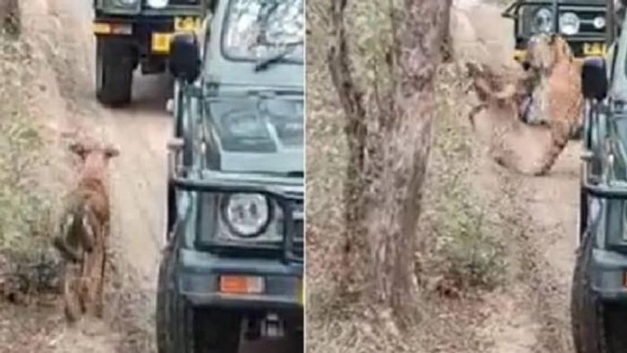 Tigress attacking stray dog : ആള്‍ക്കൂട്ടത്തിനിടയില്‍ തെരുവുനായയെ ആക്രമിച്ച് കടുവ, ഭയപ്പെടുത്തും വീഡിയോ