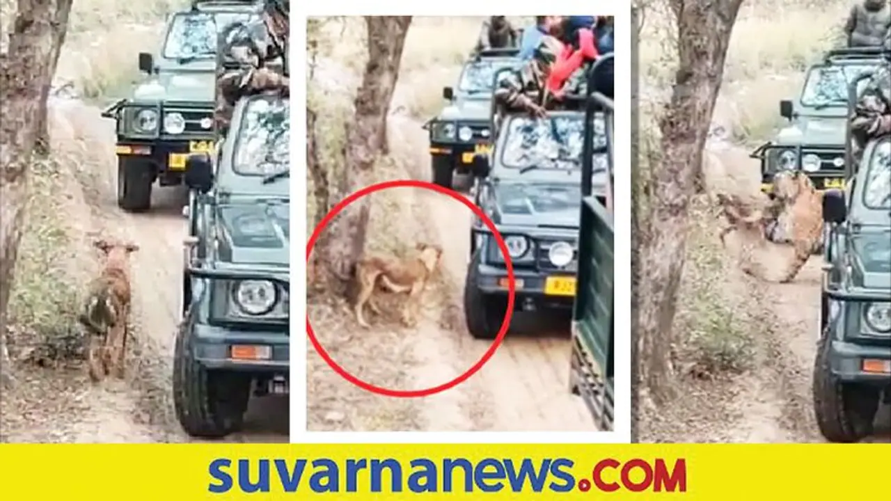 ಪ್ರವಾಸಿಗರ ಎದುರೇ ಬೀದಿ ನಾಯಿ ಮೇಲೆರಗಿದ ಹುಲಿ... ಭಯಾನಕ ವಿಡಿಯೋ ವೈರಲ್‌