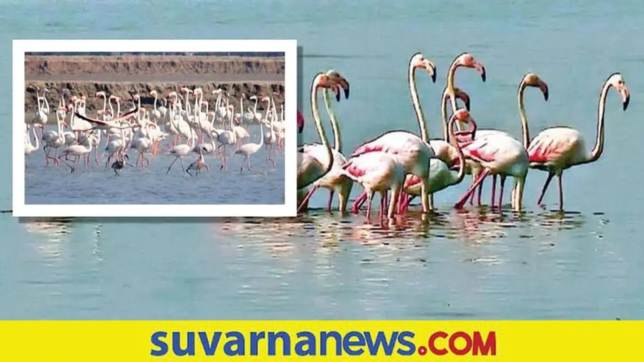 No Visa No Passport... ತಮಿಳುನಾಡಿನ ಈ ಪಕ್ಷಿಧಾಮದಲ್ಲಿ ಈಗ ವಿದೇಶಿಯರದ್ದೇ ಕಲರವ...!