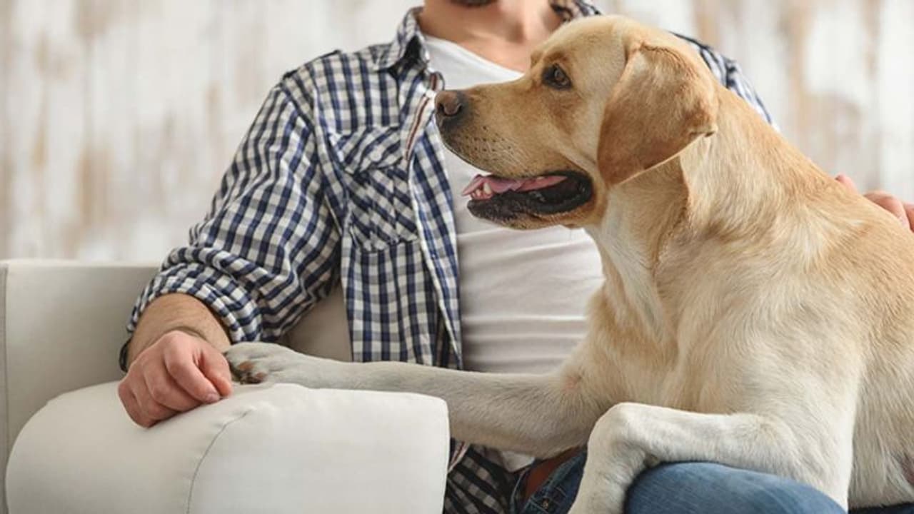 डॉग से ऐसा प्यार नहीं देखा होगा:मां से कहा खुद मर जाऊंगा, कुत्ते को नहीं मारूंगा और गोद में लेकर लगा ली फांंसी