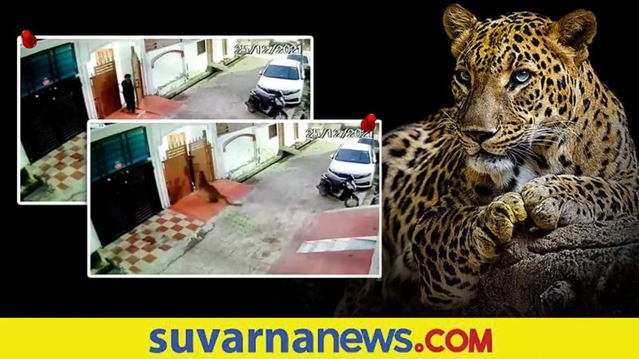 Cheeta Lucknow Trip: ಲಖ್ನೋದ ಬೀದಿಗಳಲ್ಲಿ ಸುತ್ತುತ್ತಿದ್ದ ಚಿರತೆ ಕೊನೆಗೂ ಅಂದರ್‌