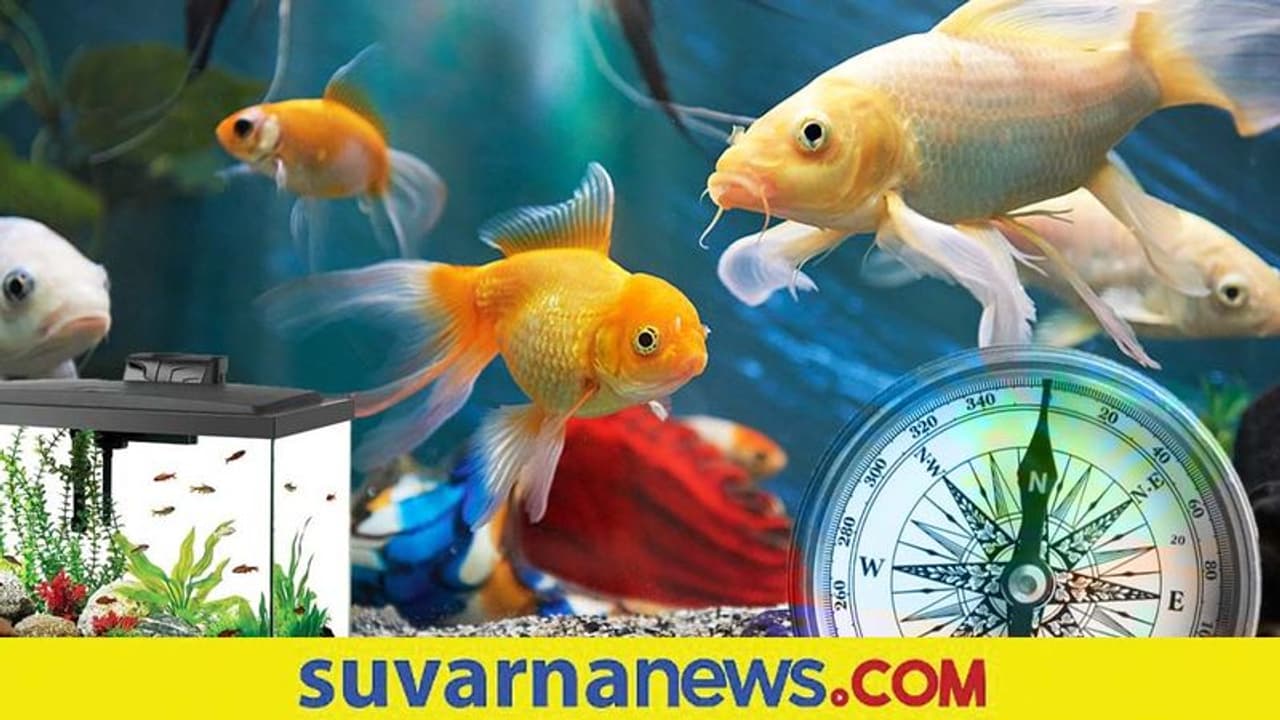 Feng Shui: ಈ ಅಕ್ವೇರಿಯಂ ರೂಲ್ಸ್ ಫಾಲೋ ಮಾಡಿದ್ರೆ ಲಕ್ ನಿಮ್ಮದೇ! Feng Shui: ಈ ಅಕ್ವೇರಿಯಂ ರೂಲ್ಸ್ ಫಾಲೋ ಮಾಡಿದ್ರೆ ಲಕ್ ನಿಮ್ಮದೇ!
