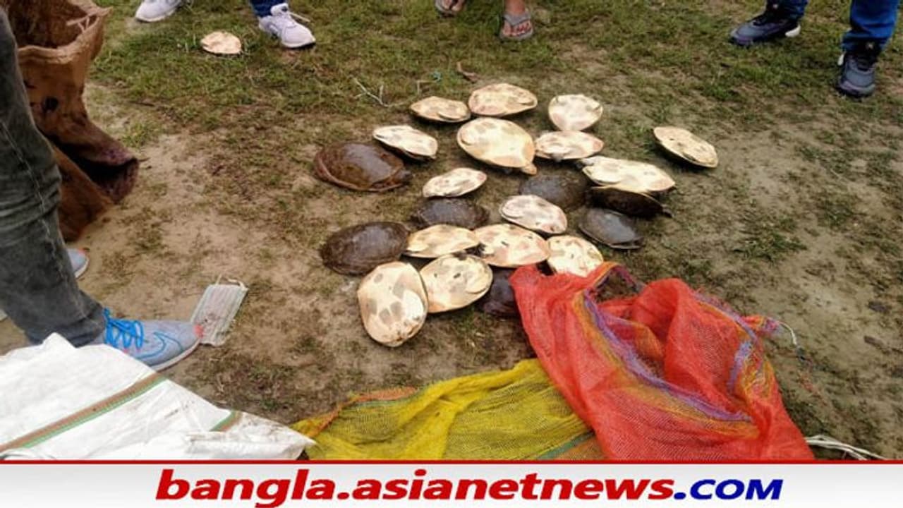 Poaching in West Bengal: পুলিশের জালে ২ চোরা শিকারি, বেলঘড়িয়ায় উদ্ধার ৫০টি বিলুপ্তপ্রায় কচ্ছপ Poaching in West Bengal: পুলিশের জালে ২ চোরা শিকারি, বেলঘড়িয়ায় উদ্ধার ৫০টি বিলুপ্তপ্রায় কচ্ছপ