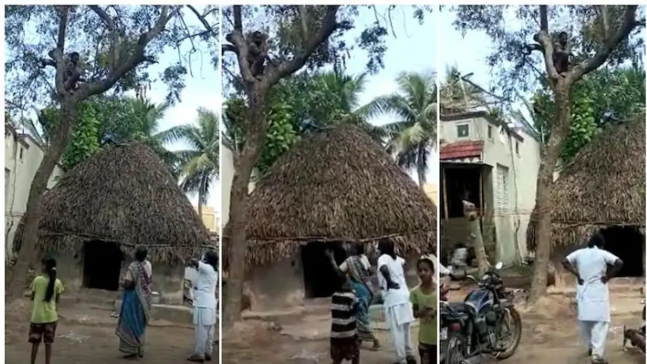 Vaccination Drive: ಕೋವಿಡ್ ಲಸಿಕೆಗೆ ಹೆದರಿ ಮರ ಏರಿದ ವ್ಯಕ್ತಿಯ ಕಿತಾಪತಿ Vaccination Drive: ಕೋವಿಡ್ ಲಸಿಕೆಗೆ ಹೆದರಿ ಮರ ಏರಿದ ವ್ಯಕ್ತಿಯ ಕಿತಾಪತಿ