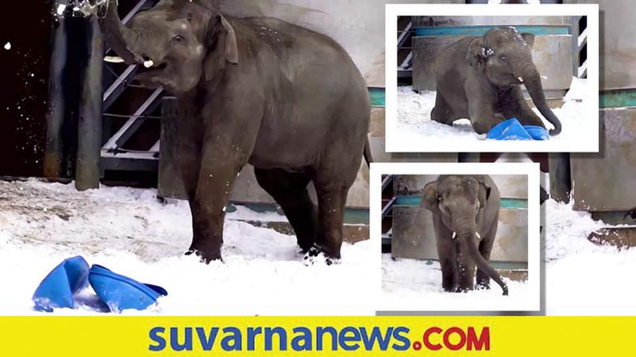 ಹಿಮದಲ್ಲಿ ಆನೆ ಮರಿಯ ಆಟ... ಮನಮೋಹಕ ದೃಶ್ಯ ವೈರಲ್‌