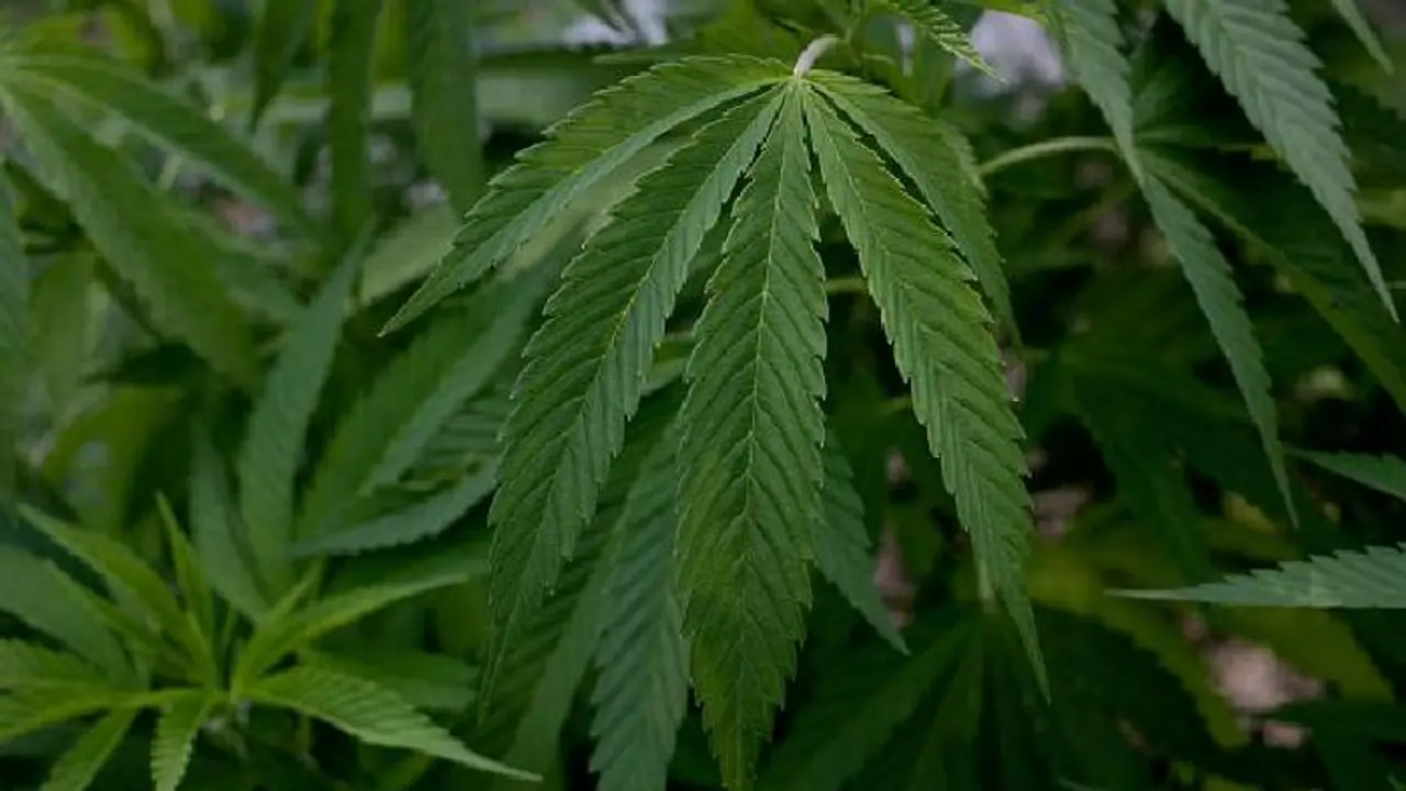 கொரோனாவிலிருந்து காப்பாற்றும் கஞ்சா : அமெரிக்க ஆராய்ச்சியில் செம்ம அதிர்ச்சி.